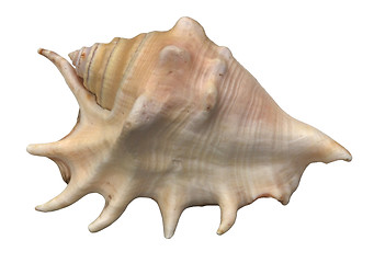 Image showing seashell