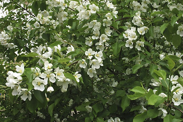 Image showing apple-tree