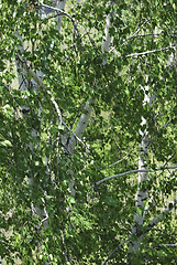 Image showing birch