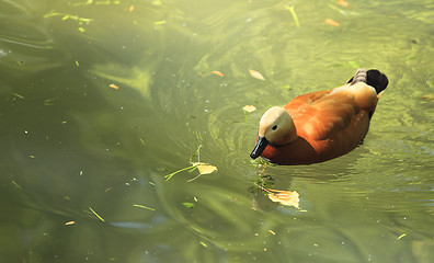 Image showing Ruddy Shelduck (Tadorna ferruginea)