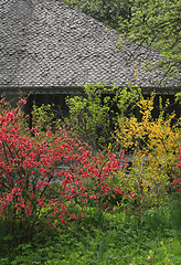 Image showing Roof