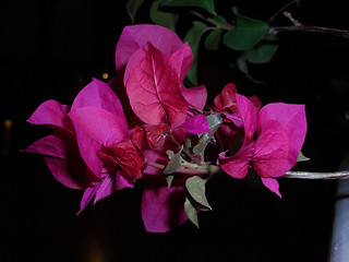 Image showing bouganvillea