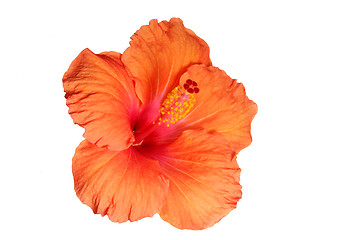 Image showing Orange hibiscus isolated on the white backgroun