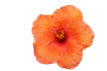 Image showing Orange hibiscus isolated on the white backgroun