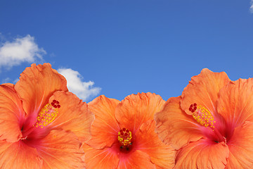 Image showing Orange hibiscus isolated on the blue sky