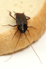 Image showing Close up of cockroach on a slice of bread