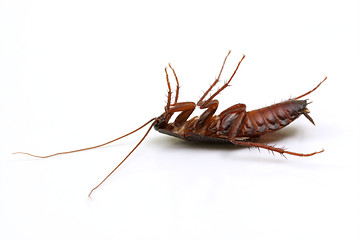 Image showing Dead cockroach on white background