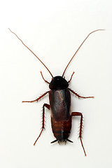 Image showing Cockroach on white background