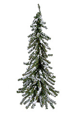 Image showing Isolated Evergreen Tree