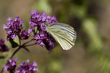 Image showing butterfly on purple flower