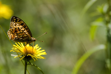 Image showing butterfly on yellow flower
