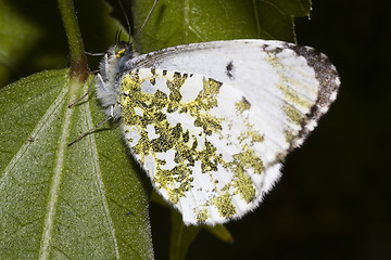 Image showing Aurora butterfly