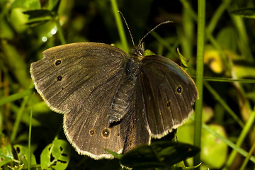 Image showing brown butterfly in grass