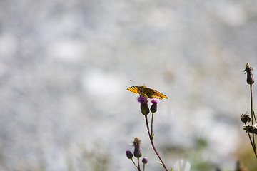 Image showing butterfly on purple flower