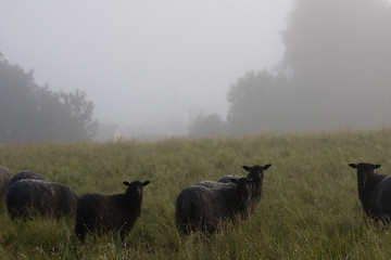 Image showing sheep in fog