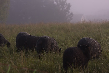 Image showing sheep in fog