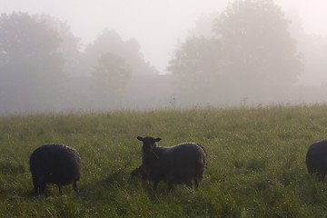 Image showing sheep in fog