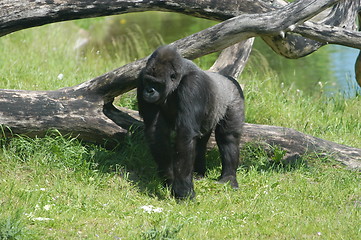 Image showing Gorilla and Tree
