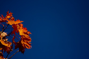 Image showing Maple leaves