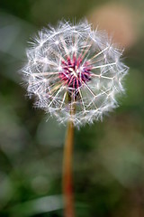 Image showing Dandelion Seed Head