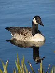 Image showing canada goose