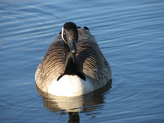 Image showing canada goose