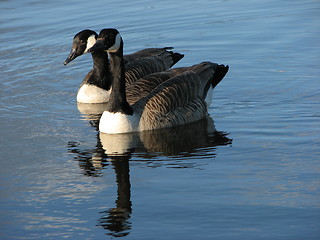 Image showing canada goose