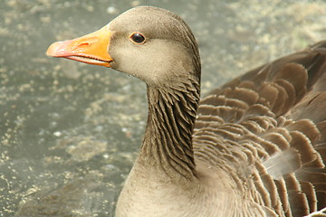 Image showing goose