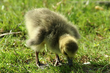 Image showing Canada goose baby