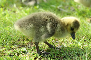 Image showing Canada goose baby