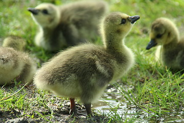 Image showing Canada goose baby