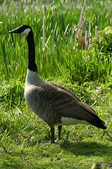 Image showing Canada goose