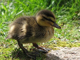 Image showing Baby duck