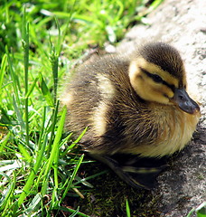 Image showing Baby duck