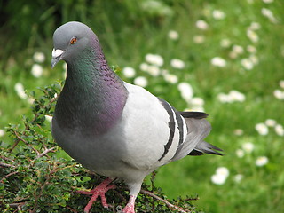 Image showing Pigeon