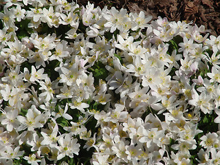 Image showing Wood anemone