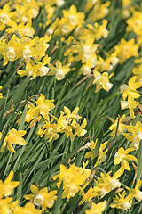 Image showing Daffodils