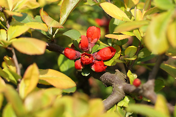 Image showing Quince buds