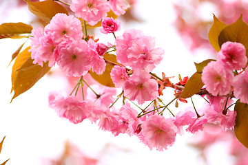 Image showing Blooming sakura