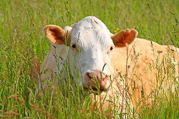 Image showing Cow