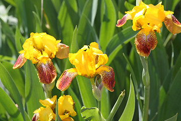 Image showing Yellow irises