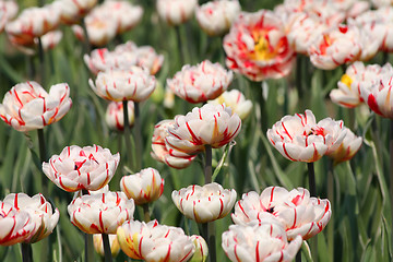 Image showing Striped tulips
