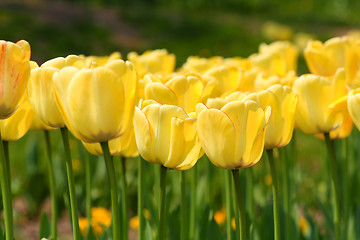 Image showing Yellow tuips