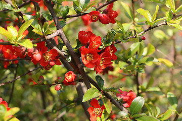 Image showing Quince branch