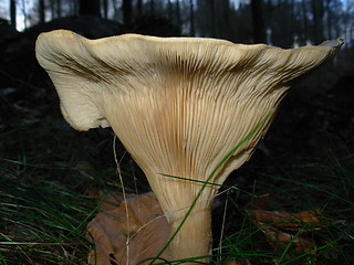 Image showing big mushroom