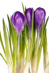 Image showing Crocuses