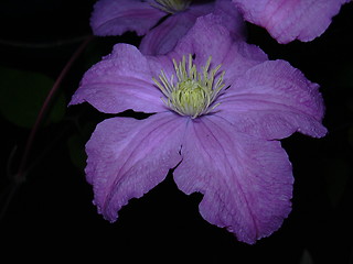 Image showing clematis