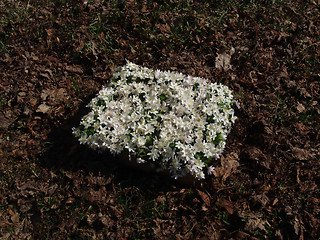 Image showing Wood anemone