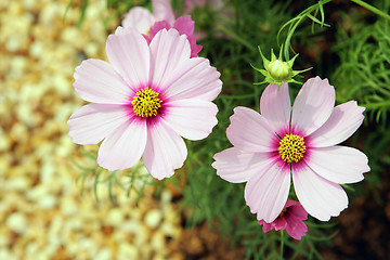 Image showing Flowers 