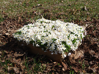 Image showing Wood anemone